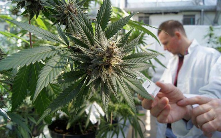 El oficialismo aceptó discutir la legalización del Cannabis