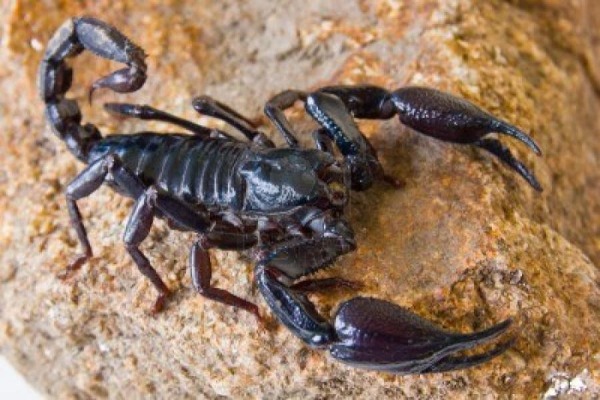 Diferencia Entre Escorpion Y Alacran Wikipedia