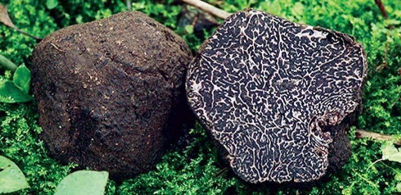 Trufa Negra Argentina – Trufas del Nuevo Mundo