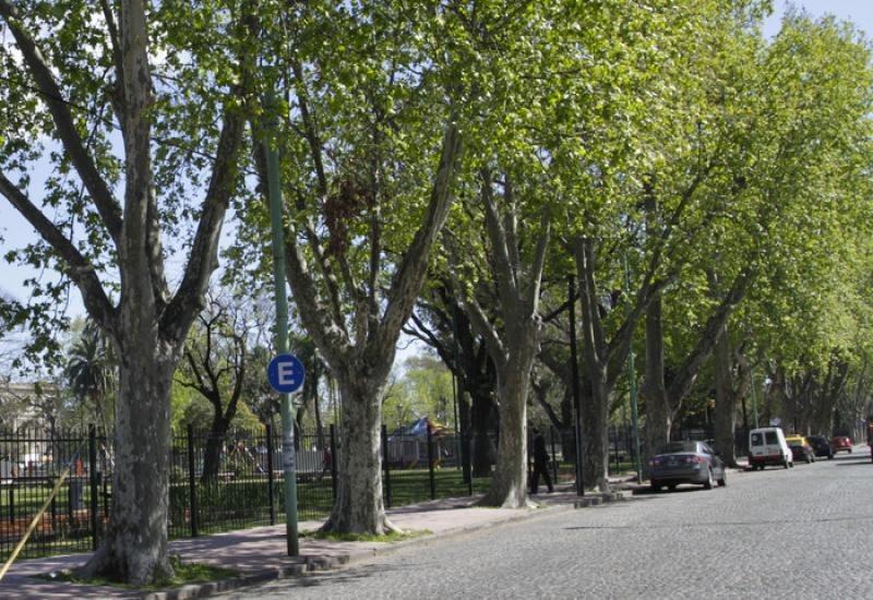 Se generan 6.000 árboles por año para embellecer la Ciudad - Nueva Ciudad