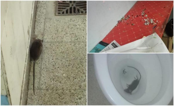 Denuncian la presencia de ratas en la escuela Álvarez Thomas de ...